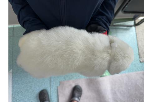 販売中の千葉県のグレートピレニーズ-394914の3枚目